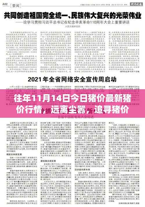 往年今日猪价行情深度解析,追寻宁静之美的心灵之旅