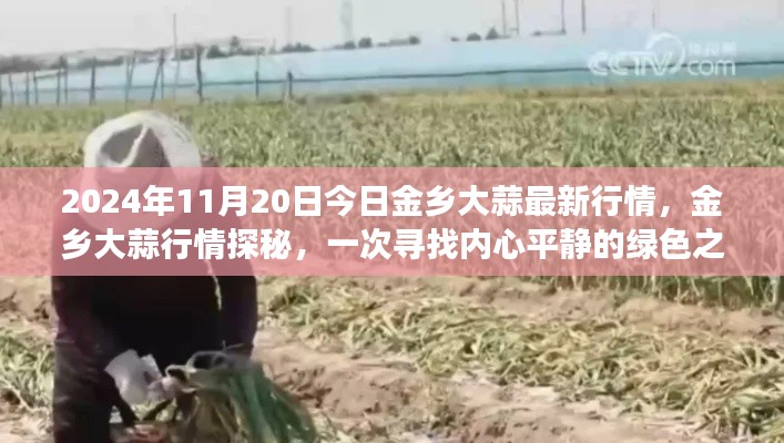 2024年11月20日金乡大蒜行情深度解析,绿色之旅探寻内心平静之路