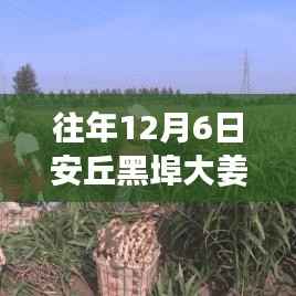 安丘黑埠大姜,历年12月6日热门价格回顾与姜香中的温情陪伴