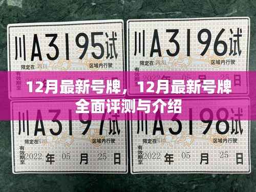 12月最新号牌全面评测与介绍