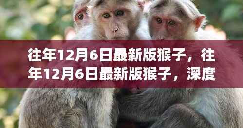 深度解析,历年12月6日猴子版本演变与猴文化探究