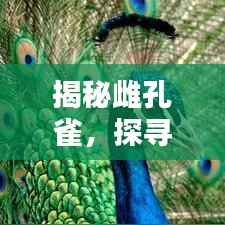 揭秘雌孔雀，探寻百度下的神秘生物世界