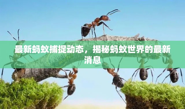 最新蚂蚁捕捉动态,揭秘蚂蚁世界的最新消息