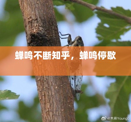 蝉鸣不断知乎，蝉鸣停歇 