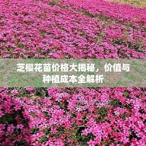 芝樱花苗价格大揭秘,价值与种植成本全解析