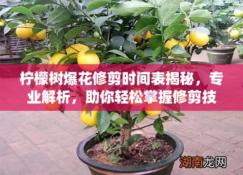 fenghuangyufei 第2页