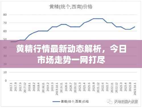 黄精行情最新动态解析,今日市场走势一网打尽